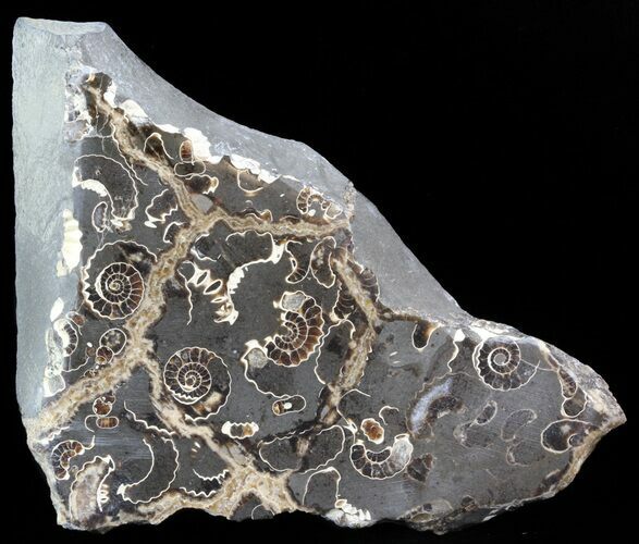 Polished Ammonite Fossil Slab - Marston Magna Marble #42082